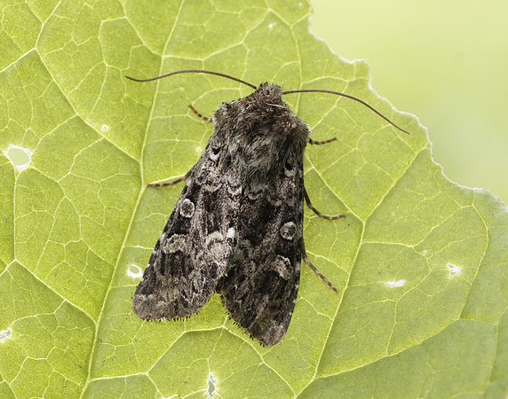 73.286 BF2167 Tawny Shears Hadena perplexa