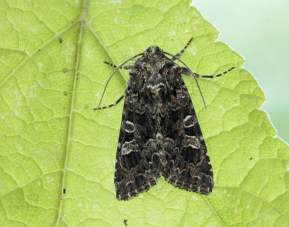 73.286 BF2167 Tawny Shears Hadena perplexa