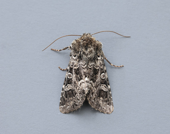 73.286 BF2167 Tawny Shears Hadena perplexa