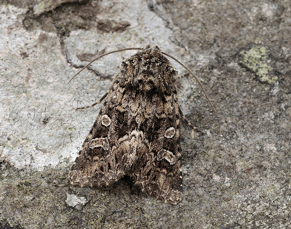 73.286 BF2167 Tawny Shears Hadena perplexa