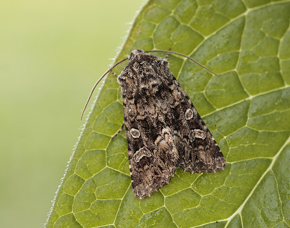 73.286 BF2167 Tawny Shears Hadena perplexa