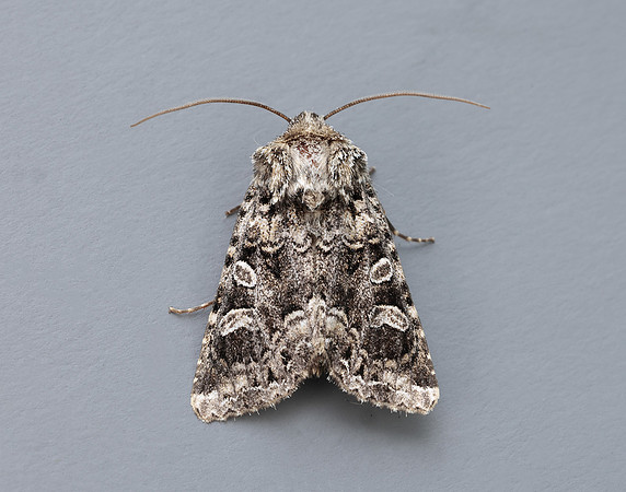 73.286 BF2167 Tawny Shears Hadena perplexa
