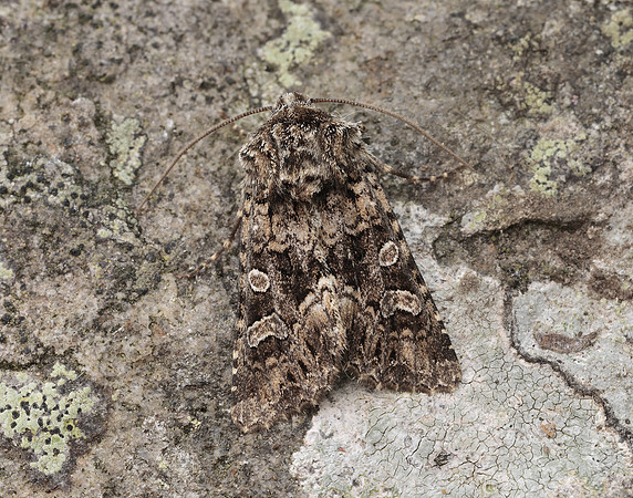 73.286 BF2167 Tawny Shears Hadena perplexa