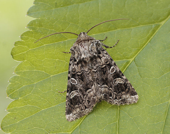 73.286 BF2167 Tawny Shears Hadena perplexa