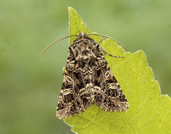 73.286 BF2167 Tawny Shears Hadena perplexa
