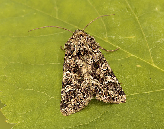 73.286 BF2167 Tawny Shears Hadena perplexa