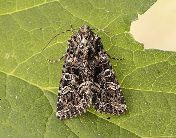 73.286 BF2167 Tawny Shears Hadena perplexa