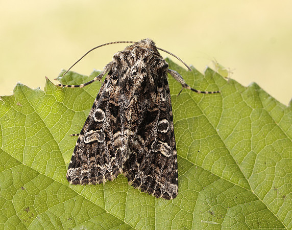 73.286 BF2167 Tawny Shears Hadena perplexa