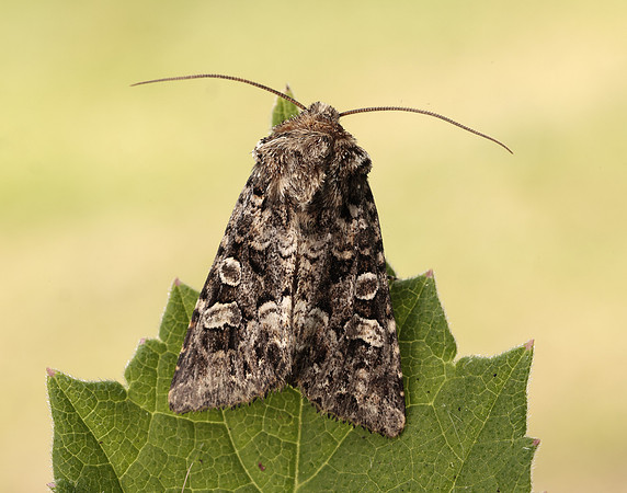 73.286 BF2167 Tawny Shears Hadena perplexa