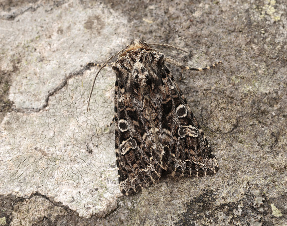 73.286 BF2167 Tawny Shears Hadena perplexa