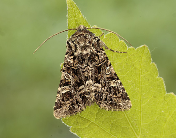 73.286 BF2167 Tawny Shears Hadena perplexa