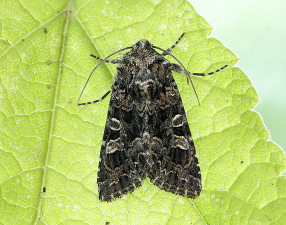 73.286 BF2167 Tawny Shears Hadena perplexa