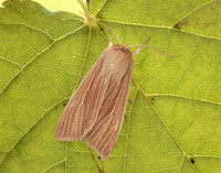 73.291 BF2199 Common Wainscot Mythimna pallens