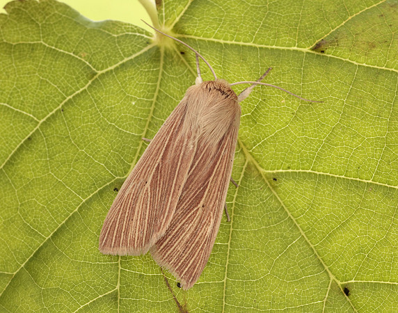 73.291 BF2199 Common Wainscot Mythimna pallens