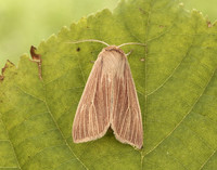 73.291 BF2199 Common Wainscot Mythimna pallens