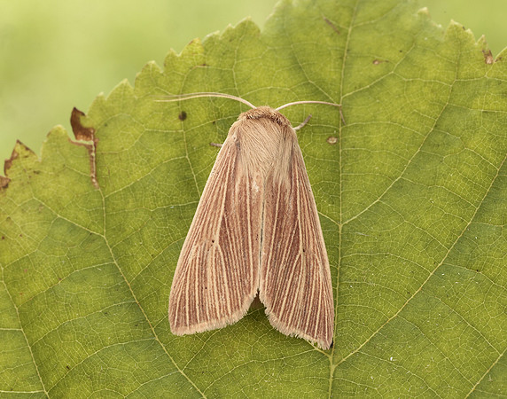 73.291 BF2199 Common Wainscot Mythimna pallens
