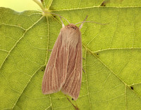 73.291 BF2199 Common Wainscot Mythimna pallens