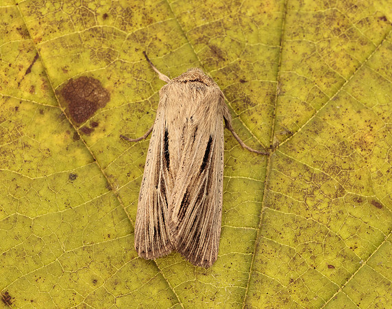 73.301 BF2205 Shoulder-striped Wainscot Leucania comma