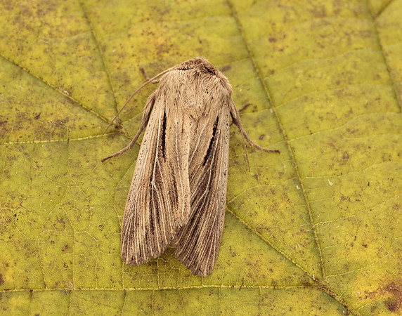 73.301 BF2205 Shoulder-striped Wainscot Leucania comma