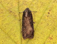 73.307 BF2119 Pearly Underwing Peridroma saucia