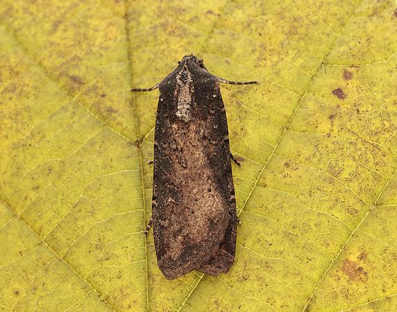 73.307 BF2119 Pearly Underwing Peridroma saucia