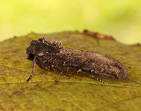 73.307 BF2119 Pearly Underwing Peridroma saucia