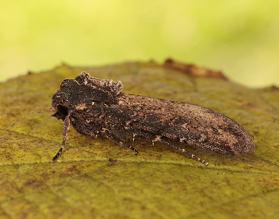 73.307 BF2119 Pearly Underwing Peridroma saucia