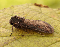 73.307 BF2119 Pearly Underwing Peridroma saucia