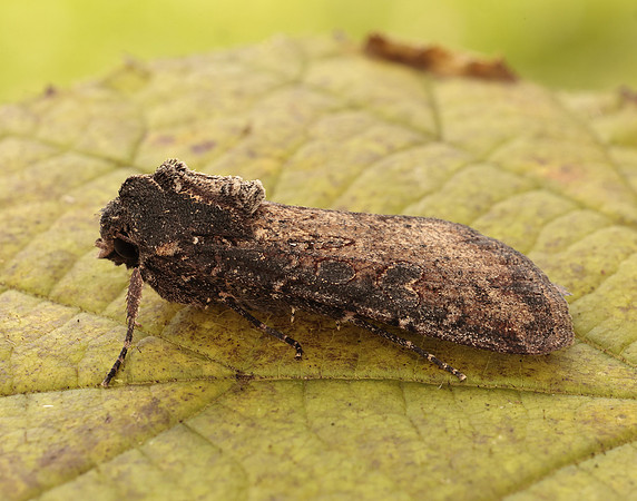 73.307 BF2119 Pearly Underwing Peridroma saucia