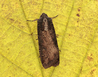73.307 BF2119 Pearly Underwing Peridroma saucia