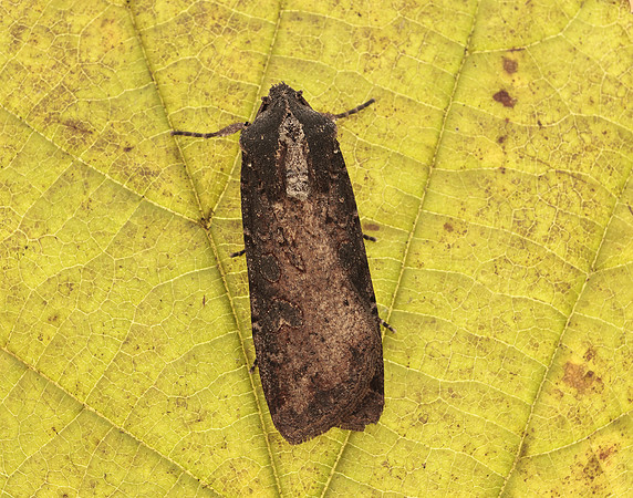 73.307 BF2119 Pearly Underwing Peridroma saucia