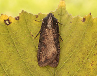 73.307 BF2119 Pearly Underwing Peridroma saucia