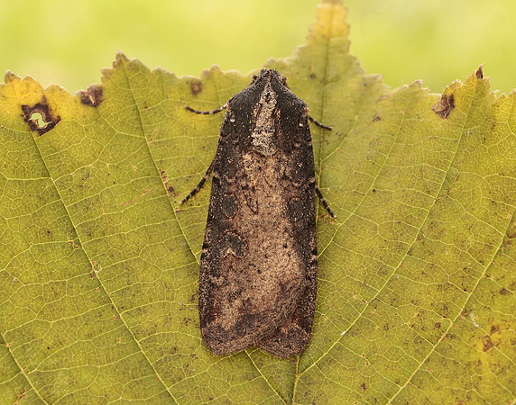 73.307 BF2119 Pearly Underwing Peridroma saucia