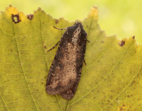 73.307 BF2119 Pearly Underwing Peridroma saucia