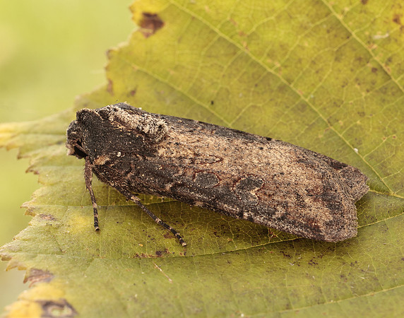 73.307 BF2119 Pearly Underwing Peridroma saucia