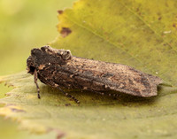 73.307 BF2119 Pearly Underwing Peridroma saucia