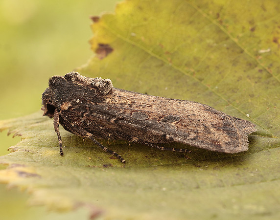 73.307 BF2119 Pearly Underwing Peridroma saucia