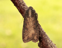 73.307 BF2119 Pearly Underwing Peridroma saucia