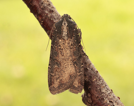 73.307 BF2119 Pearly Underwing Peridroma saucia