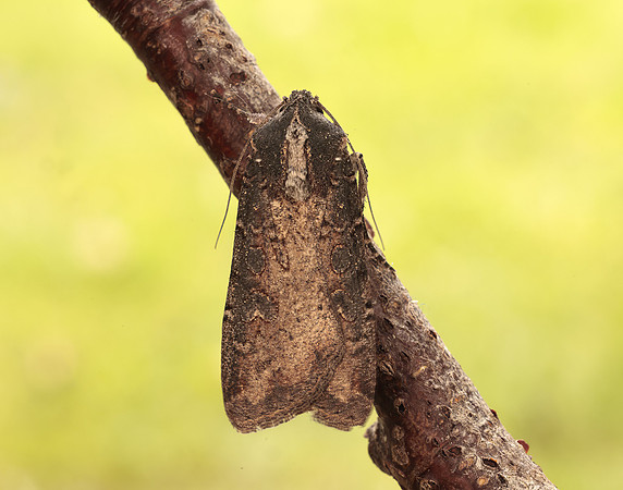 73.307 BF2119 Pearly Underwing Peridroma saucia