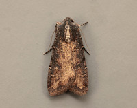 73.307 BF2119 Pearly Underwing Peridroma saucia