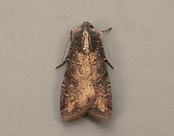73.307 BF2119 Pearly Underwing Peridroma saucia