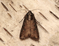 73.307 BF2119 Pearly Underwing Peridroma saucia