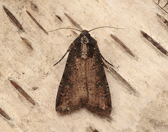 73.307 BF2119 Pearly Underwing Peridroma saucia
