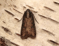 73.307 BF2119 Pearly Underwing Peridroma saucia