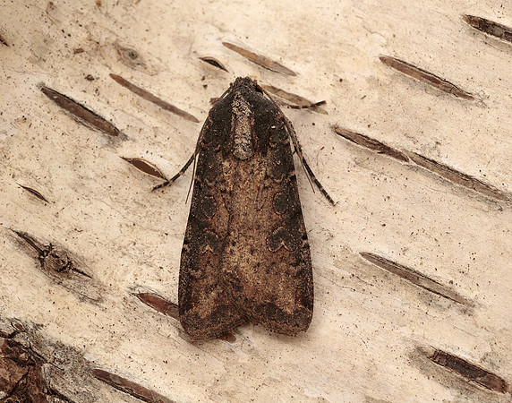 73.307 BF2119 Pearly Underwing Peridroma saucia