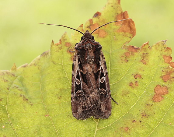 73.313 BF2081 White-line Dart Euxoa tritici