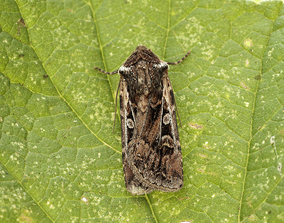 73.313 BF2081 White-line Dart Euxoa tritici