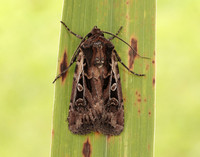 73.313 BF2081 White-line Dart Euxoa tritici