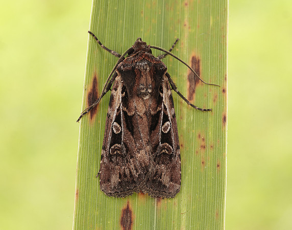 73.313 BF2081 White-line Dart Euxoa tritici